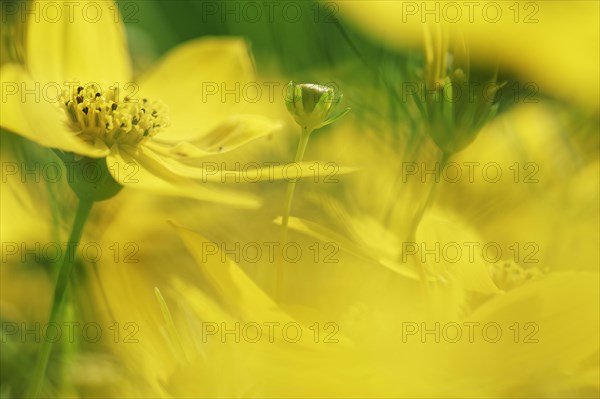 Tick seed (Coreopsis verticillata)