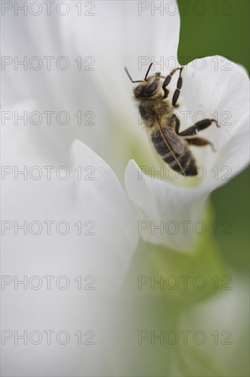 Honey bee (Apis mellifera)