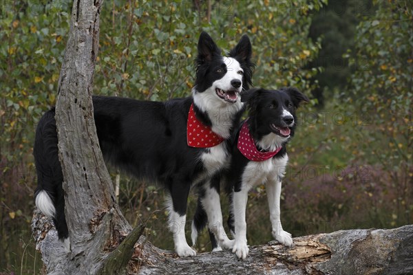 Border Collies