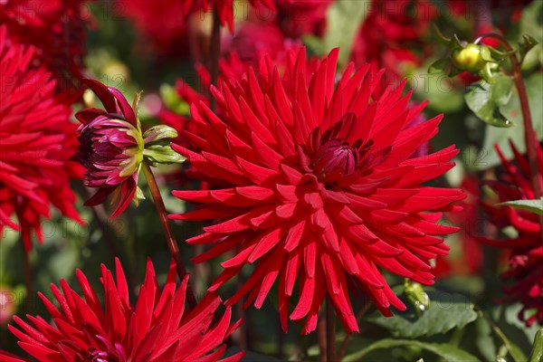 Cactus dahlia