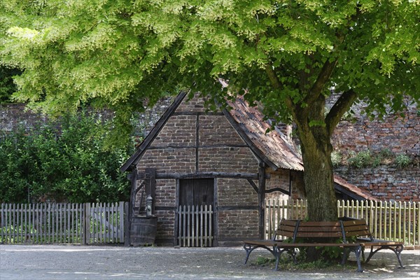 Linden tree (Tilia) with bench and shed