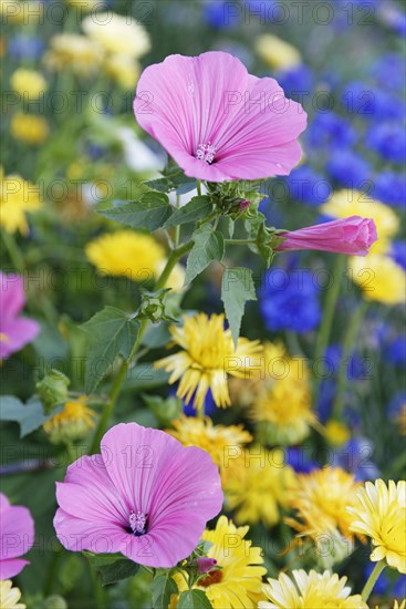 Cup mallow (Malva trimestris)