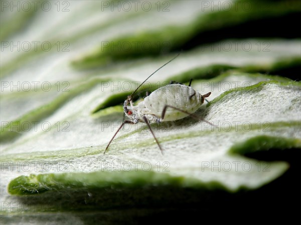 Plantlouse (Aphididae)