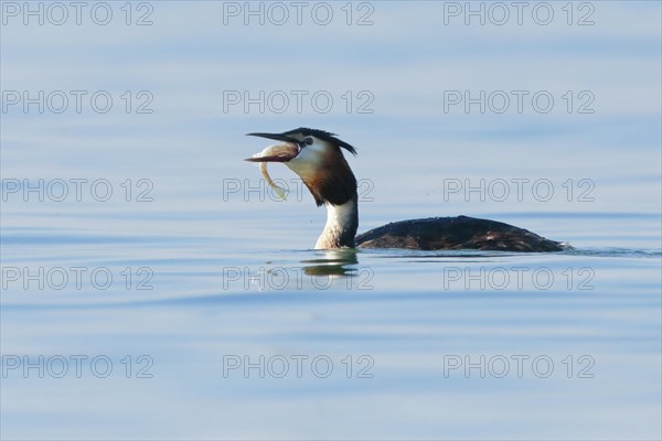 Great Crested Grebe in splendid dress with fish in beak