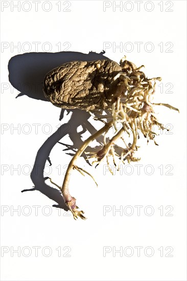 A Potato (Solanum tuberosum) with strongly developed dark sprouts as an exemplar