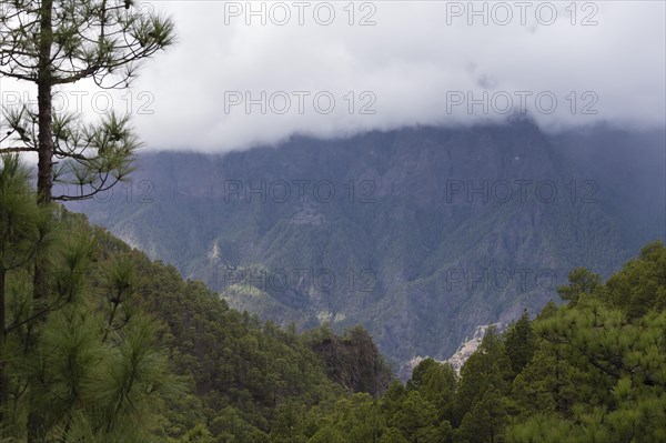 Canary Island pine (Pinus canariensis) Parque Nacional de la Caldera de Taburiente