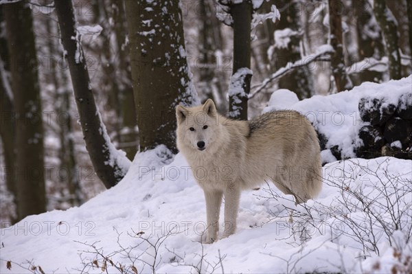 Arctic wolf (Canis lupus arctos)