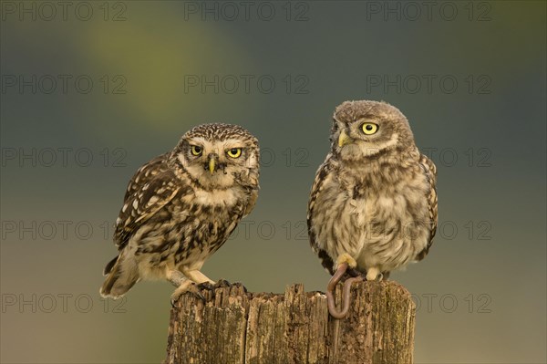 Little owl (Athene noctua)