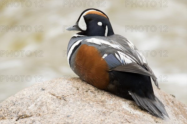 Harlequin duck male (Histrionicus histrionicus)