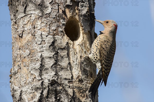 Northern flicker at nest entrance (Colaptes auratus)