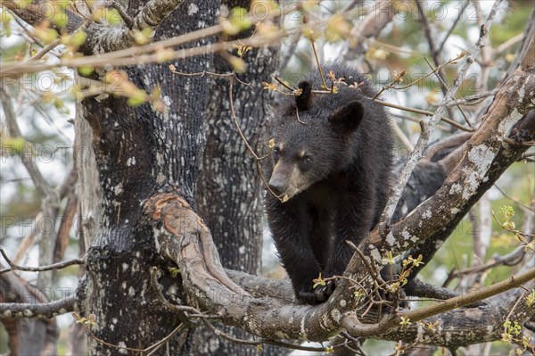 American Black Bear