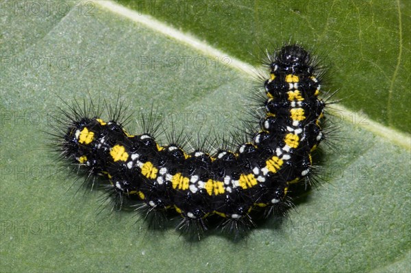 Scarlet tiger moth (Callimorpha dominula)