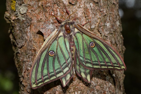 Spanish moon moth (Graellsia isabellae)
