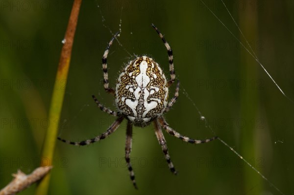 Oak spider (Aculepeira ceropegia)