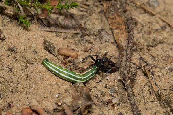 Red-banded sand wasp (Ammophila sabulosa)