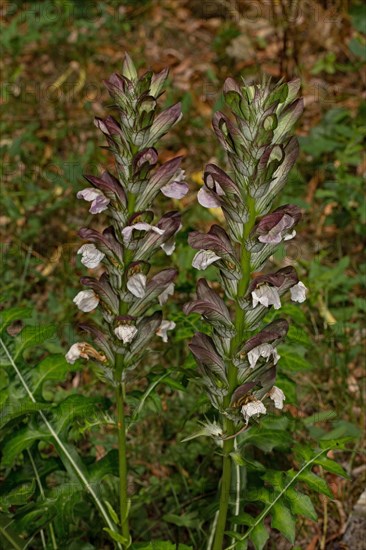 Hungarian acanthus (Acanthus hungaricus)