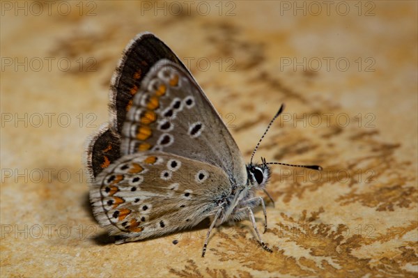 Brown argus (Aricia agestis)