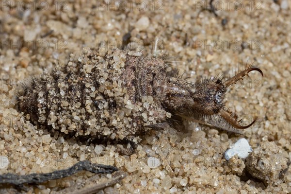 Antlion (Myrmeleon bore)