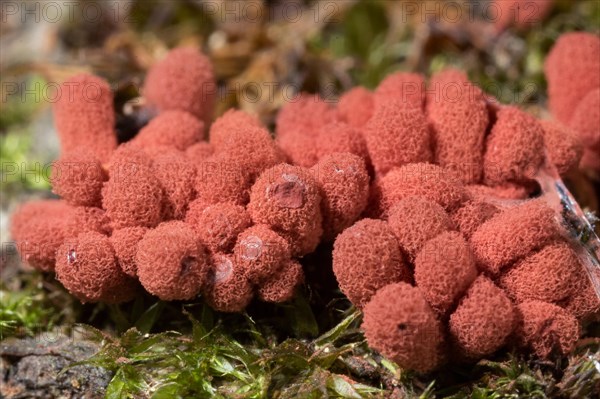 Carnival candy slime mold (Arcyria denudata)