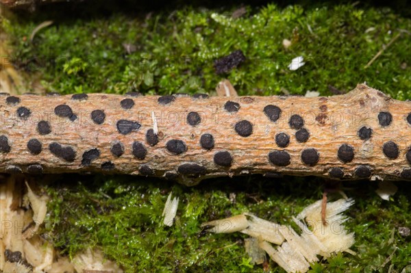 Blistered corner disc (Diatrype bullata)