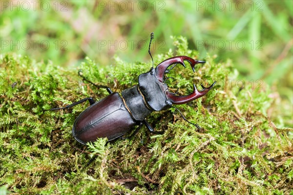 Stag beetle (Lucanus cervus)