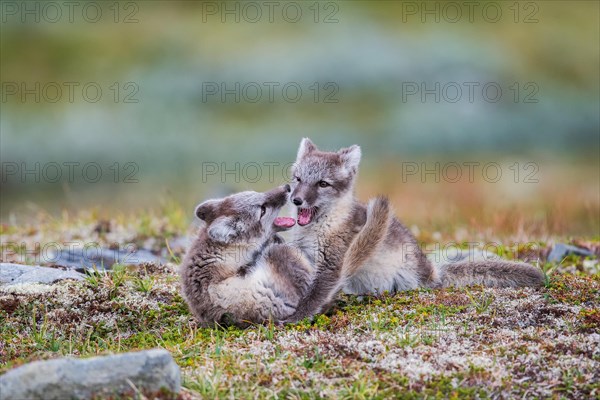 Arctic fox (Vulpes lagopus)