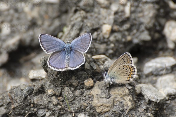 Idas blue (Plebejus idas) Val Troncea nature park Park