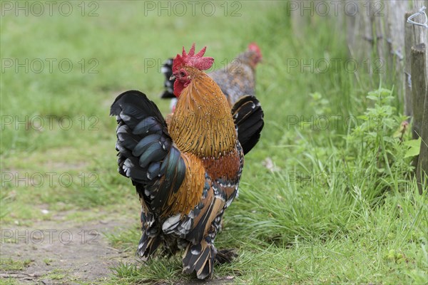 Feather-footed dwarfDomestic Chicken (Gallus gallus domesticus)