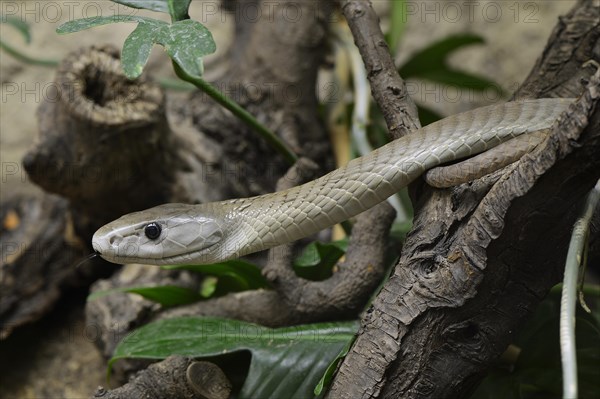 Black mamba (Dendroaspis polylepis)