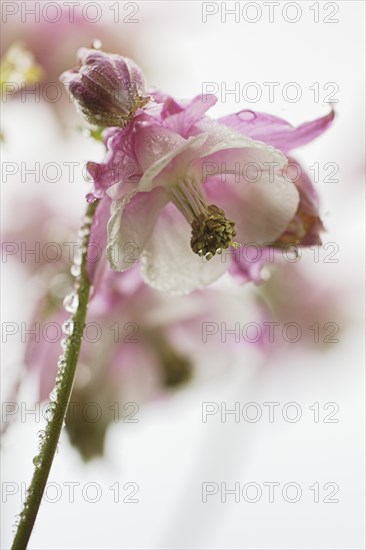 Columbine (Aquilegia vulgaris)