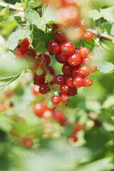 Fruits of the currant (Ribes rubrum)