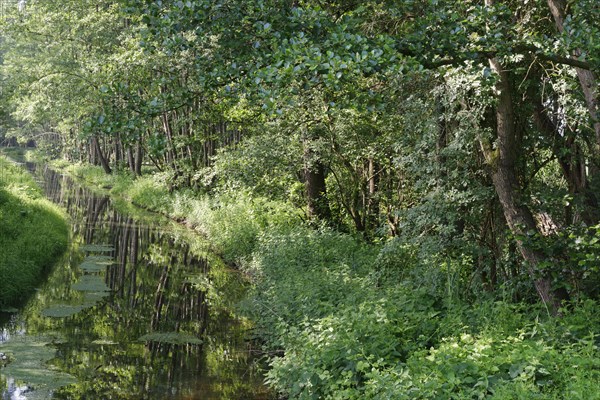Watercourse through red alder scrub forest (Alnus glutinosa)