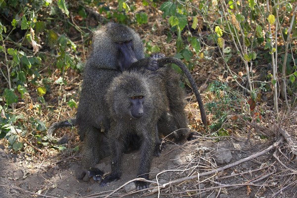 Baboons