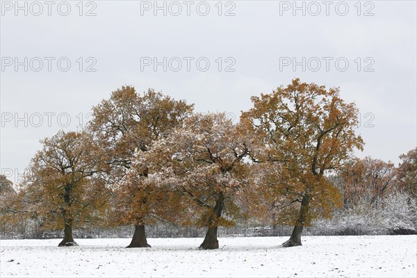 English oaks (Quercus robur) covered with hoarfrost and snow