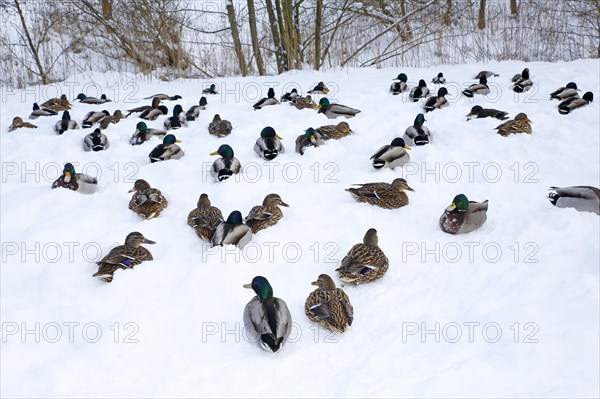 Mallards (Anas platyrhynchos)