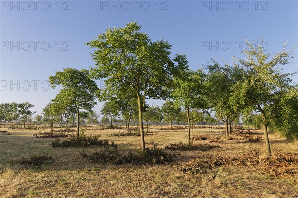 Apple trees (Malus)