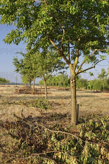 Apple trees (Malus)