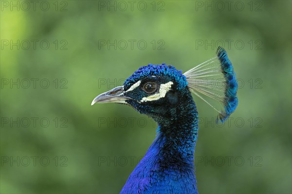 Indian peafowl (Pavo cristatus)