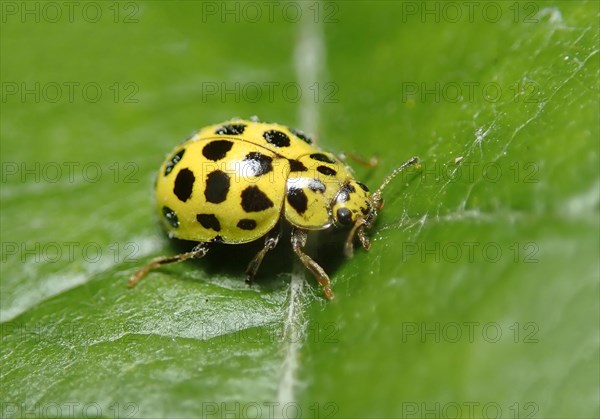 22-spot ladybird (Psyllobora vigintiduopunctata) or Twenty-two spot ladybird