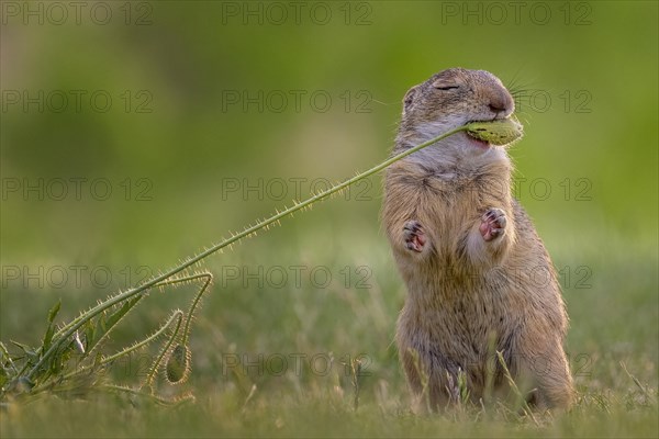 European ground squirrel (Spermophilus citellus) feeding on poppy pods