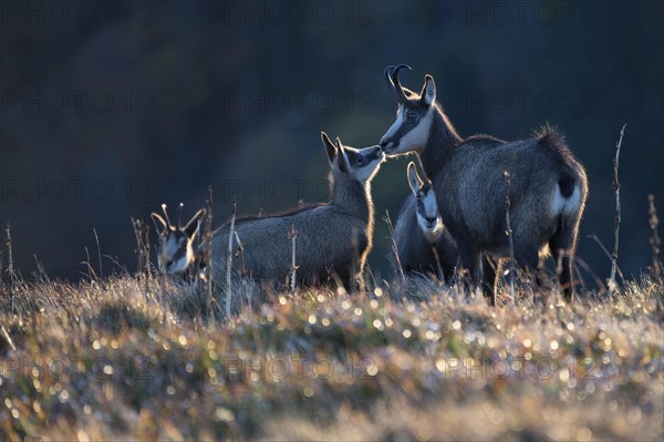 Chamois (Rupicapra rupicapra)