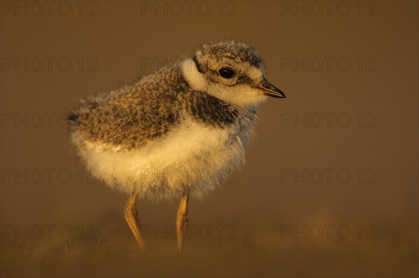 Ringed plover (Charadrius hiaticula)