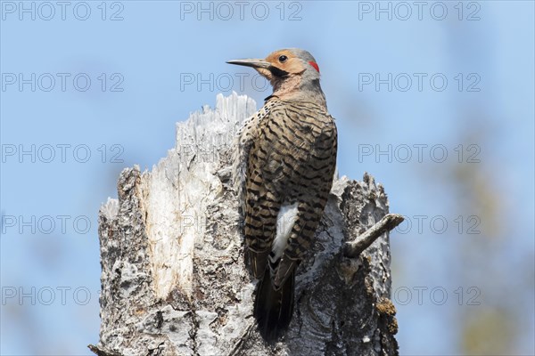 Northern flicker at the top of a dead tree (Colaptes auratus)