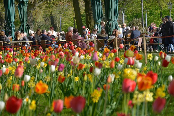 Tulip blossom