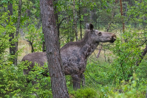 Elk (Alces alces)