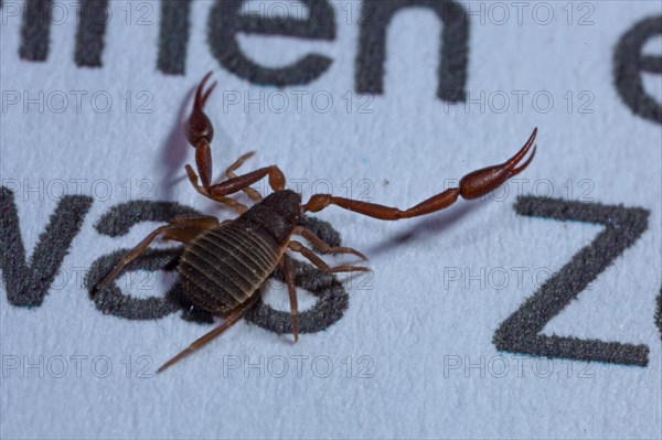 House pseudoscorpion (Chelifer cancroides)