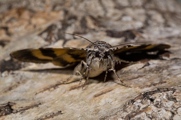 Yellow bands under the wing (Catocala fulminea)