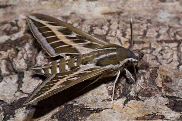 Lineated hawk moth (Hyles livornica)