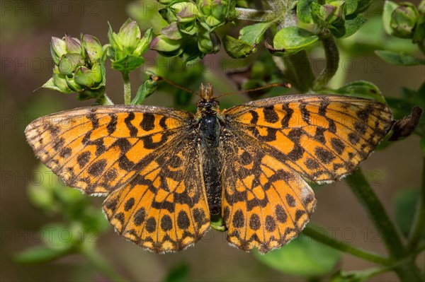 Grassland pearl butterfly