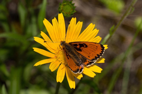 Spotted fritillary (Melitaea didyma)